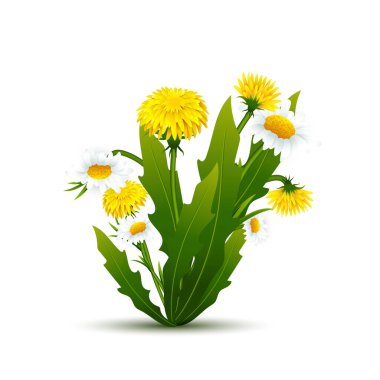 Yapraklı karahindiba ve papatya buketi. Vektör ilkbahar çiçekleri