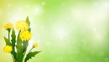 Karahindibalı vektör çizimi. İlkbahar illüstrasyonu