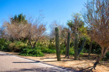 Yol kenarında büyüyen kaktüs.