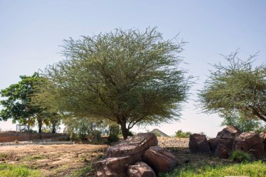 Terk edilmiş bölgede ağaç