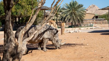 Bir gergedanın ayrıntılı resmi