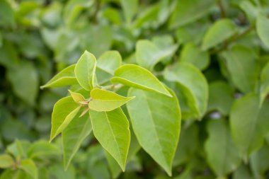Taze yeşil yapraklı makro shot.