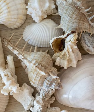 Farklı deniz kabuklarının ve ağılların yakın çekimleri