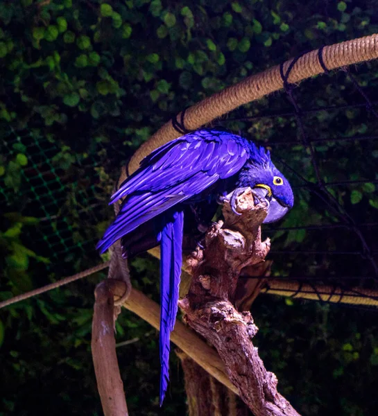 Perroquets Colorés Sur Une Clôture Bois — Photo