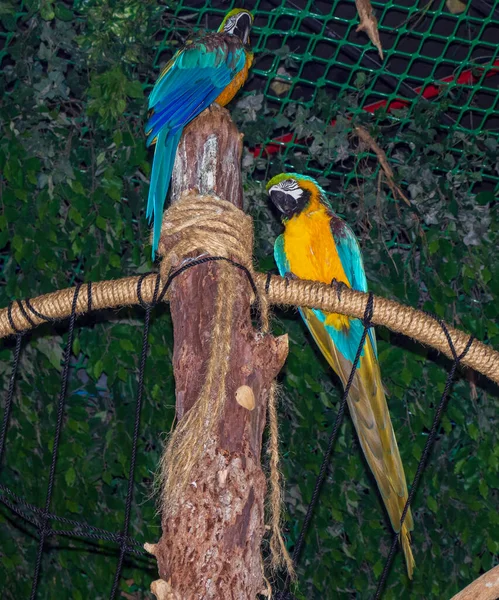 Perroquets Colorés Sur Une Clôture Bois — Photo