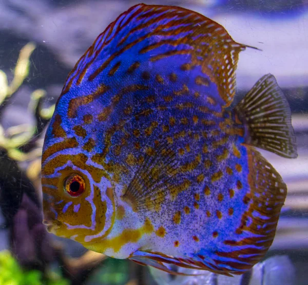 Красочные Рыбы Аквариуме — стоковое фото