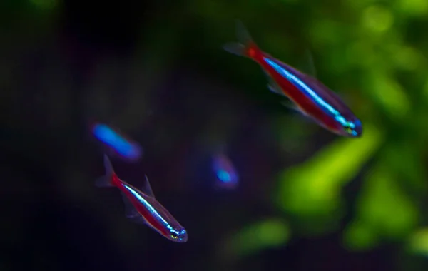 Маленькие Неоновые Рыбы Аквариуме Стоковое Изображение
