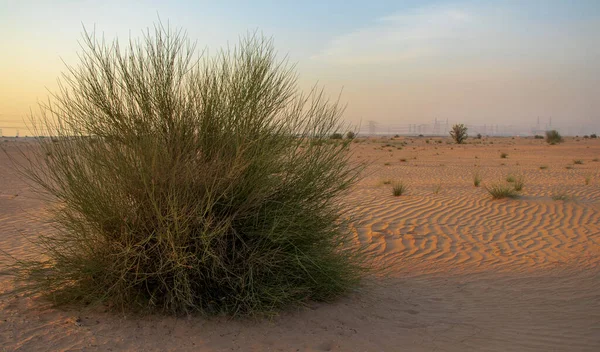 Piante Che Crescono Nel Deserto — Foto Stock