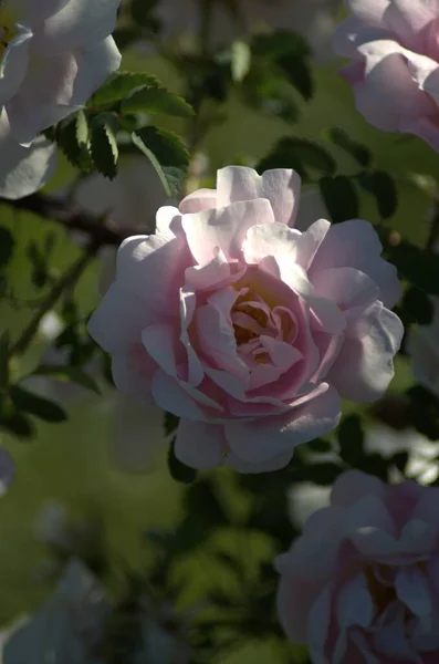 Beautiful White Pink Blooming Rose Jnkping Rosarium — Stock Photo, Image