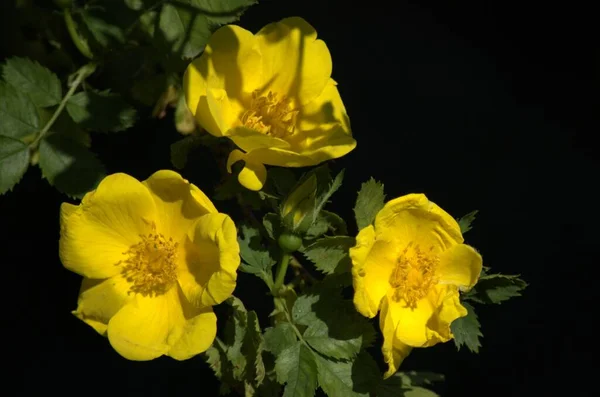 Mooie Bloeiende Gele Roos Jnkping Rosarium — Stockfoto