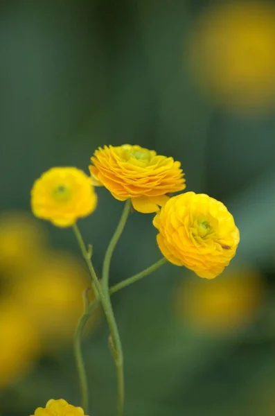 Beautiful Yellow Ranunculus Flower Jnkping Rosarium — Stock Photo, Image