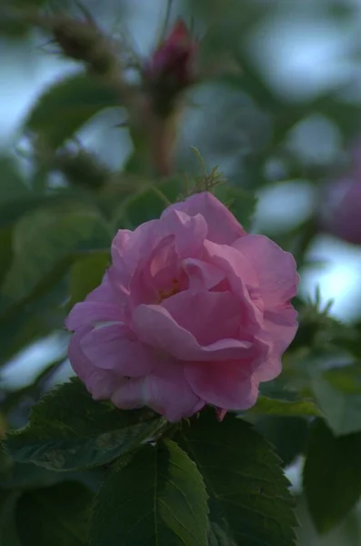Όμορφο Λευκό Ροζ Ανθισμένο Τριαντάφυλλο Στο Ροζάριο Jnkping — Φωτογραφία Αρχείου