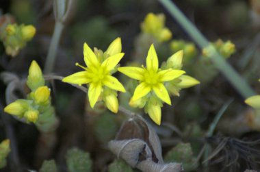 Jnkping ilçesindeki Brahehus harabeleri yakınlarında çiçek açan altın yosunlu taş.