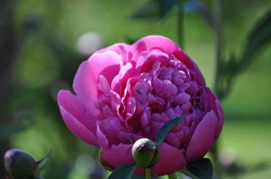 Jnkping Rosaryumu 'nda güzel, pembe bir şakayık çiçeği.