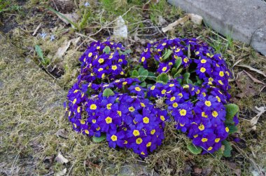 Bahçe ilkokulları arka bahçede