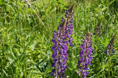 Jnkping 'de güzel açan lupin çiçekleri