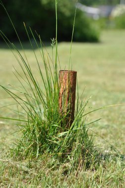 Arka bahçedeki çamaşır makinesinin etrafındaki çimenler...