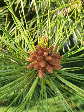 Linkping 'de genç bir çam kozalağı 