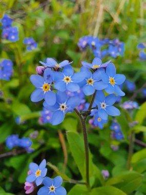 Stergtland ormanında güzel bahar unutkanlıkları
