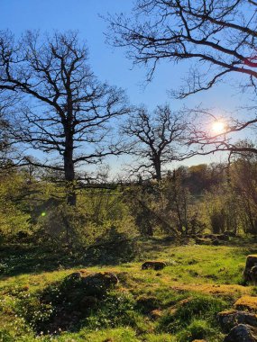 Bahar akşamı Linkping doğal koruma alanı (Tinner eklandskap), stergtland ilçesi, İsveç 
