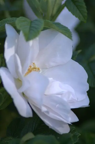 Schöne Weiße Blühende Rose Jnkping Rosarium — Stockfoto