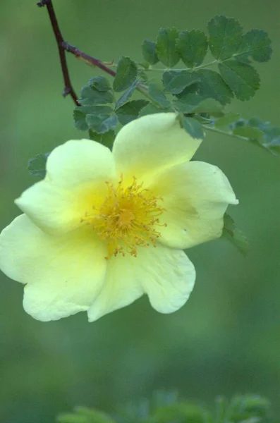 Mooie Bloeiende Gele Roos Jnkping Rosarium — Stockfoto