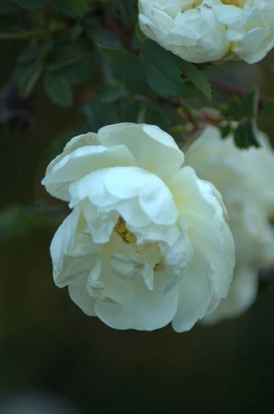 Rosa Flor Branca Bonita Rosário Jnkping — Fotografia de Stock