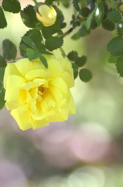 Jnkping念珠中美丽的黄玫瑰 — 图库照片