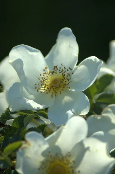 Piękna Biała Róża Kwitnąca Jnkping Rosarium — Zdjęcie stockowe