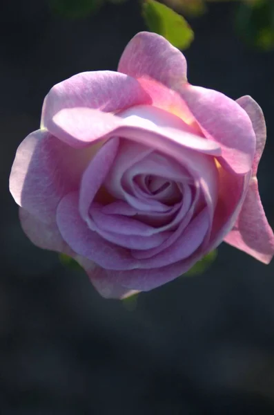 Hermosa Rosa Floreciente Blanco Rosa Jnkping Rosarium — Foto de Stock