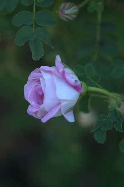 Bela Rosa Branca Florescendo Rosa Rosário Jnkping — Fotografia de Stock