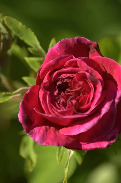 Hermosa Rosa Roja Flor Jnkping Rosarium — Foto de Stock