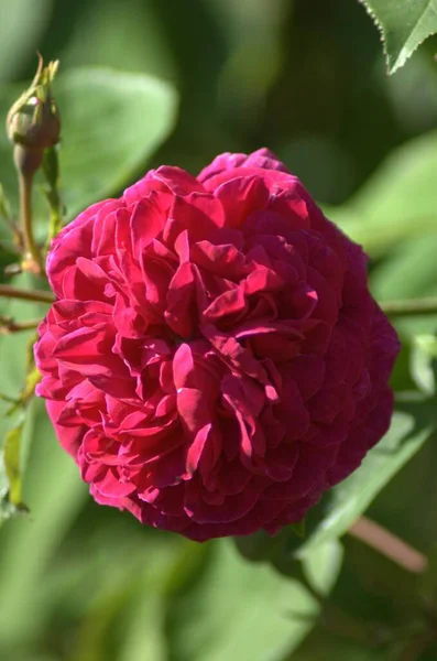 Όμορφο Ανθισμένο Κόκκινο Τριαντάφυλλο Στο Ροζάριο Jnkping — Φωτογραφία Αρχείου