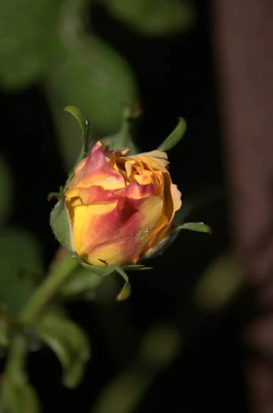 Vacker Blommande Gul Orange Ros Jnkping Rosarium — Stockfoto