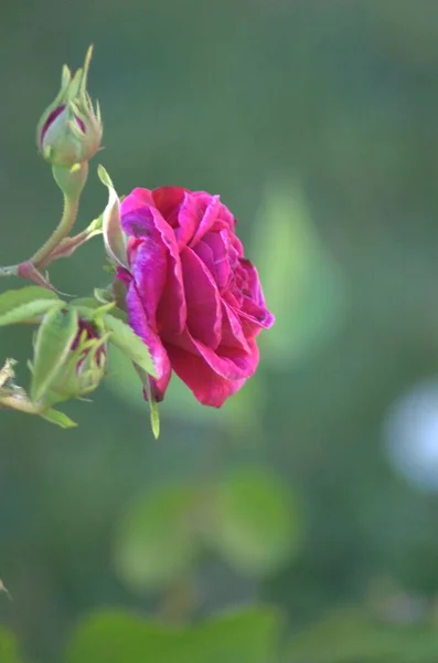 Bella Rosa Rosa Intenso Fioritura Rosario Jnkping — Foto Stock