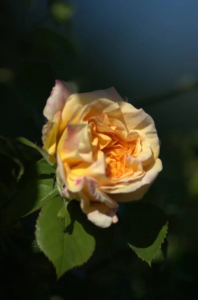 Bela Flor Amarelo Laranja Rosa Rosário Jnkping — Fotografia de Stock