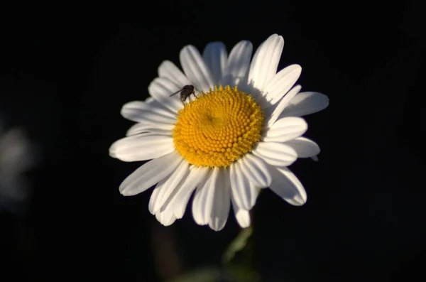 Blühende Shasta Gänseblümchen Jnkping — Stockfoto