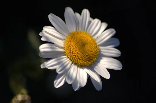 Kvetoucí Shasta Sedmikrásky Jnkpingu — Stock fotografie