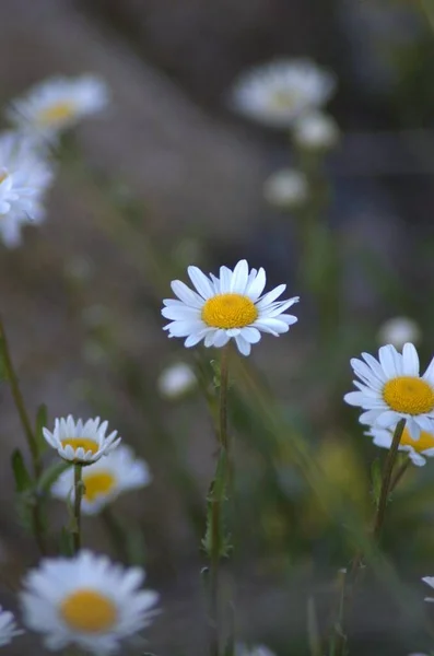 Blooming Shasta Daisies Jnkping — Stock Photo, Image