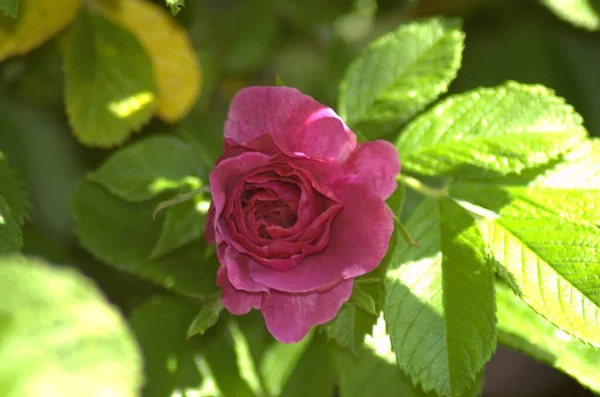 Hermosa Rosa Rosada Profunda Jnkping Rosarium — Foto de Stock