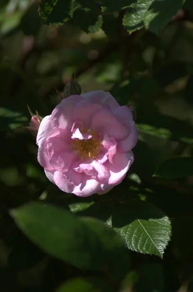 Piękna Biało Różowa Róża Kwitnąca Jnkping Rosarium — Zdjęcie stockowe