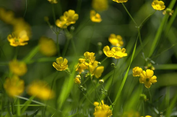 Beatiful Blooming Buttercups Ping Forest — Stock Photo, Image