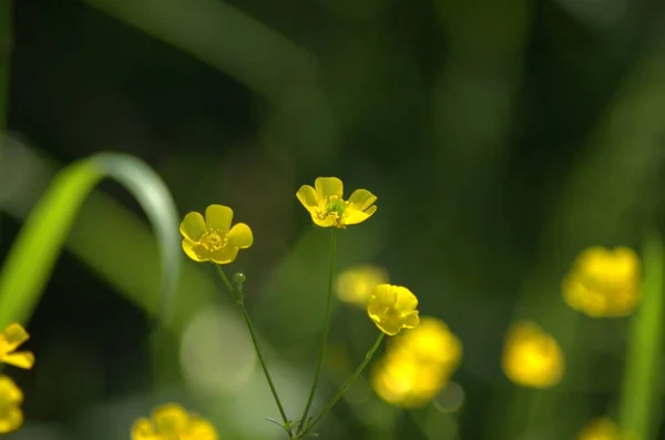 Beatiful Blooming Buttercups Ping Forest — Stock Photo, Image