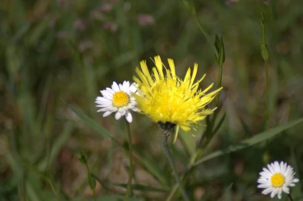 Mouse Ear Hawkweed Otoczony Stokrotki Podwórku — Zdjęcie stockowe