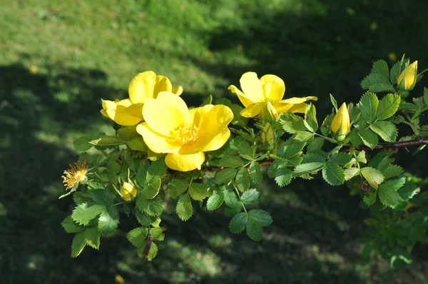 Mooie Bloeiende Gele Roos Jnkping Rosarium — Stockfoto