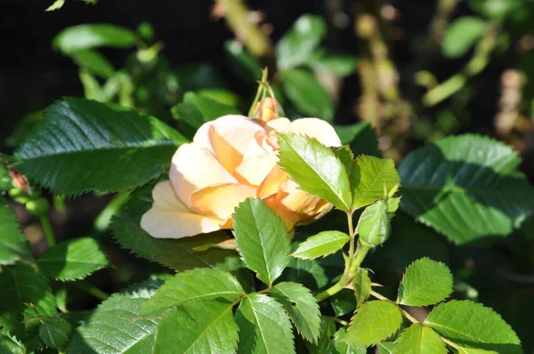 Schöne Blühende Gelbe Rose Jnkping Rosarium — Stockfoto