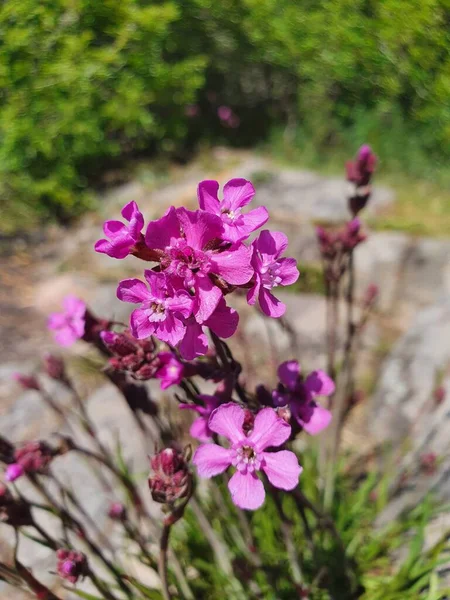 Sticky Nellie Ombergsliden Natural Reserve Stergtland County Suécia — Fotografia de Stock