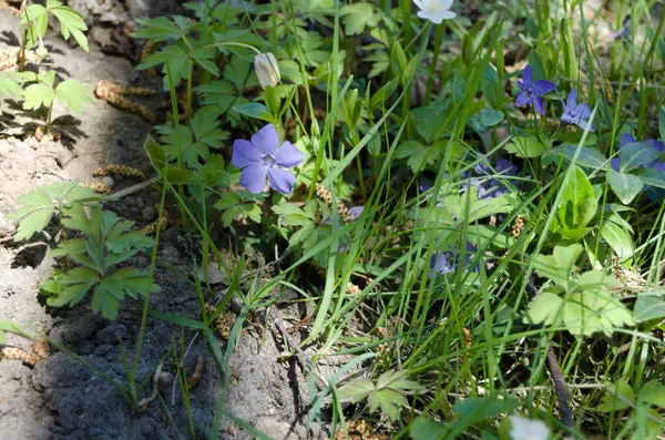 Periwinkle Comum Floresta Jnkping — Fotografia de Stock