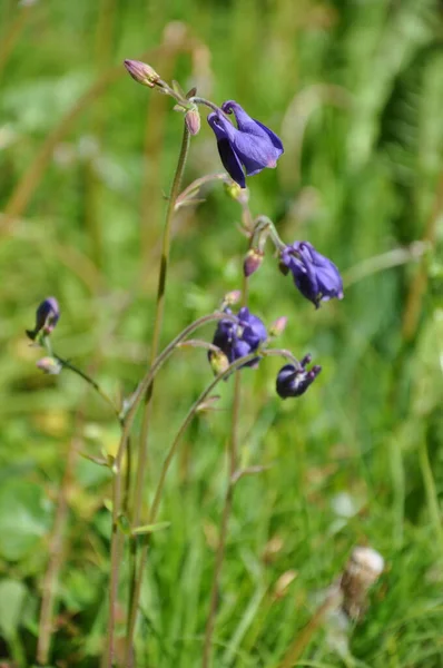 Paarse Oma Slaapmutsje Ombergsliden Natuurreservaat Bos — Stockfoto