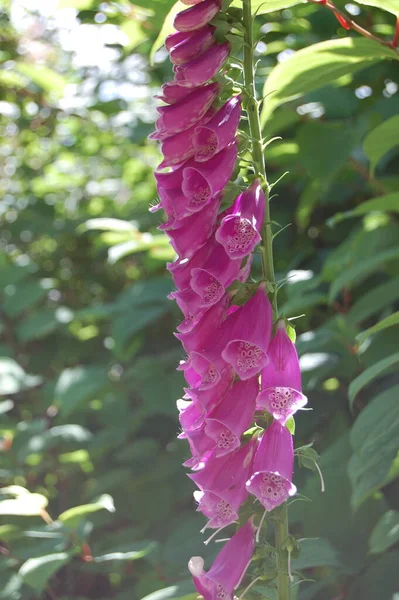 Lady\'s glove flower in Jnkping, Sweden